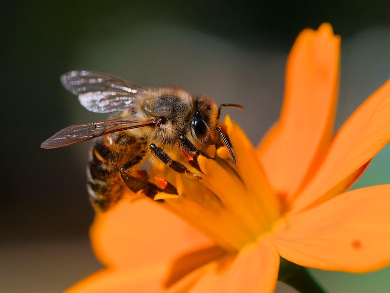 Pollinator Plants