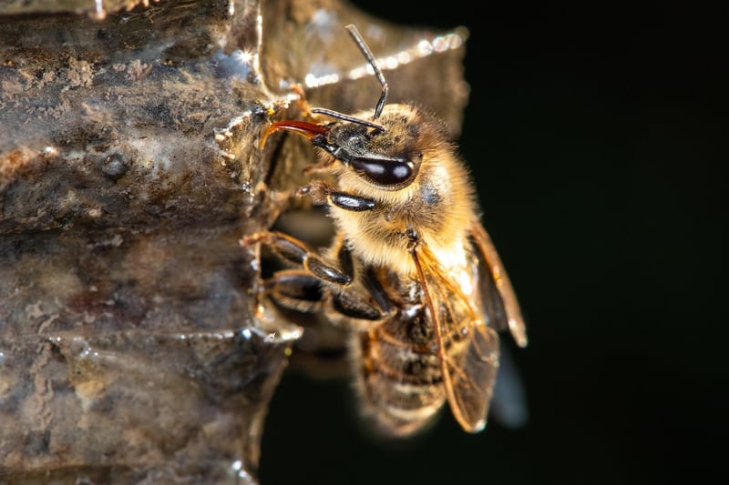 Pollinator Plants