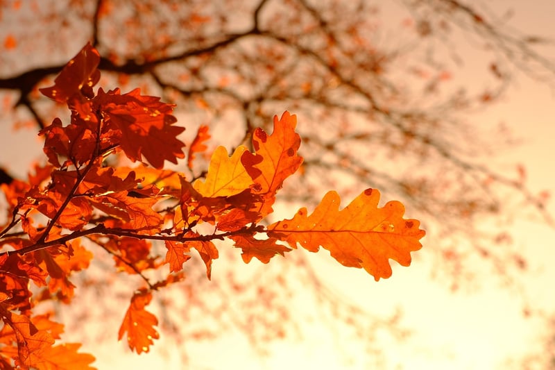 Fall Gardening