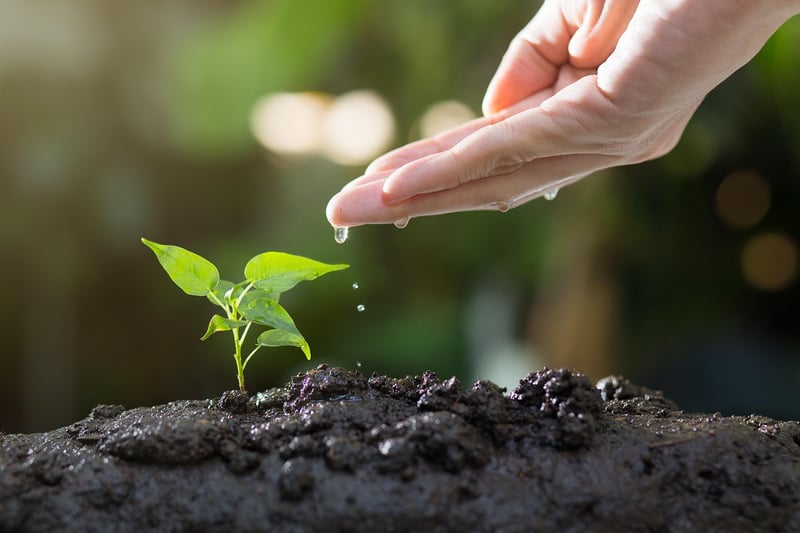 Spring Gardening