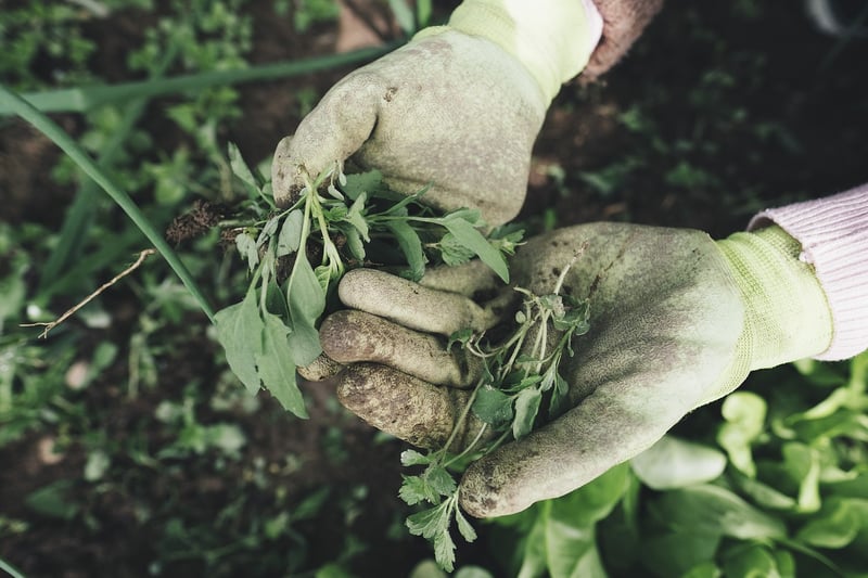Spring Planting