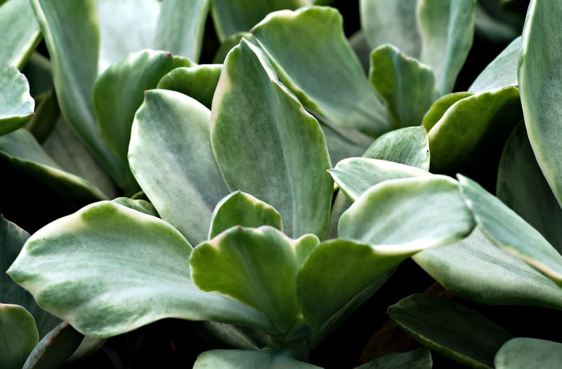 Succulent Teacup Garden