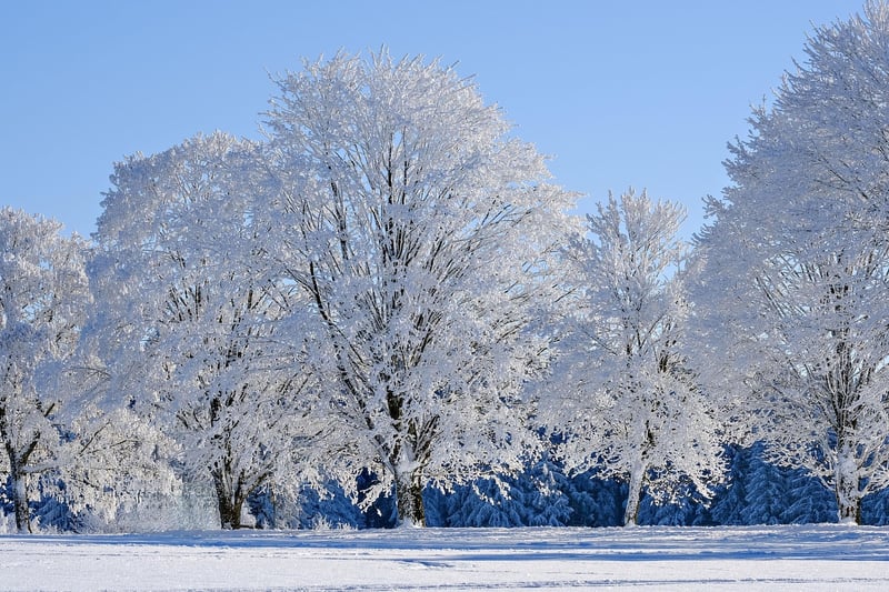 Winter Gardening